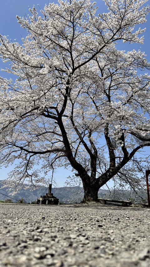 信正の一本桜